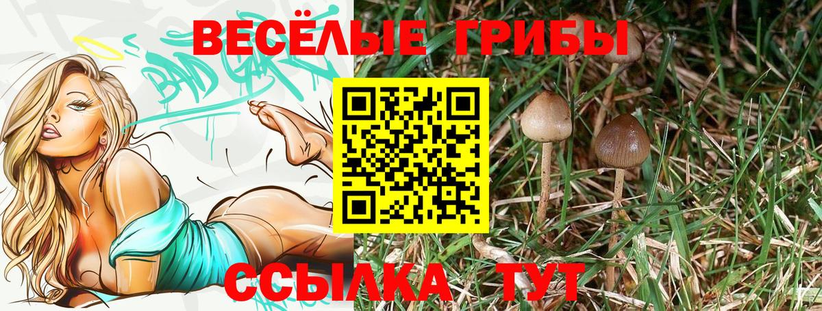 Псилоцибиновые грибы Cubensis Новоалександровск